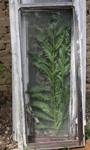 плевел в рамка