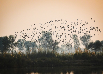 Небето е за птици