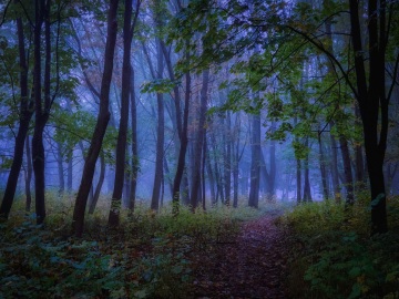 Приказка за лампите